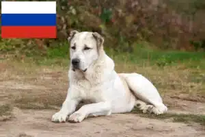 Lees meer over het artikel Centraal-Aziatische Herdershond Fokker en Puppies in Rusland