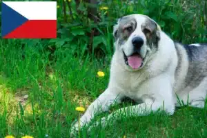 Lees meer over het artikel Centraal-Aziatische Herdershond fokker en Puppies in Tsjechië