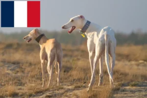 Lees meer over het artikel Chart Polski fokkers en pups in Frankrijk