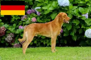 Lees meer over het artikel Chesapeake Bay Retriever fokkers en puppies in Duitsland