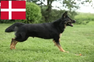 Lees meer over het artikel Chodský pes fokkers en pups in Denemarken