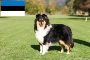 Lees meer over het artikel Collie fokkers en pups in Estland