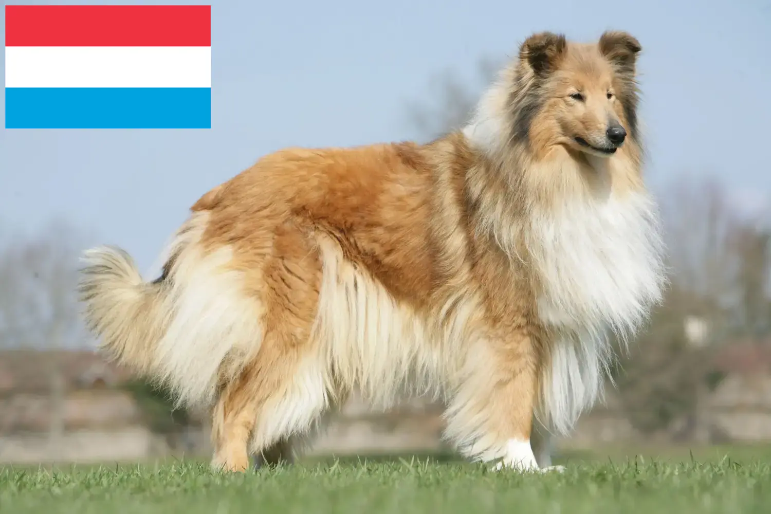 Collie puppy's en fokkers Luxemburg Hier vind je Collies fokkers in Luxemburg.