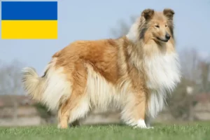 Lees meer over het artikel Colliefokkers en puppy’s in Oekraïne