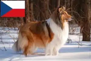 Lees meer over het artikel Colliefokkers en puppy’s in Tsjechië