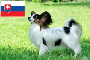 Lees meer over het artikel Continentale Dwergspaniël Fokker en Puppies in Slowakije