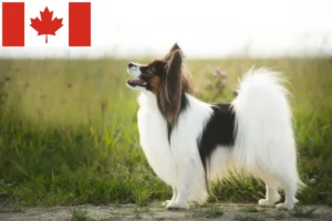 Lees meer over het artikel Continentale Dwergspaniël Fokker en Puppies in Canada