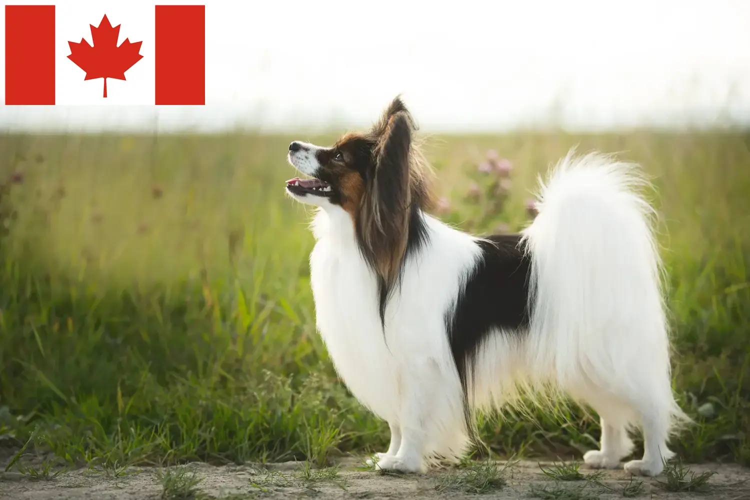 Continental Dwergspaniël pups en fokkers Canada Vind hier Continental Dwergspaniels fokkers in Canada.