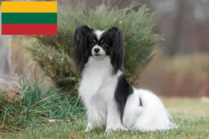 Lees meer over het artikel Continentale Dwergspaniël Fokker en Puppies in Litouwen