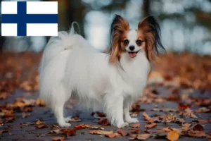 Lees meer over het artikel Continentale Dwergspaniël Fokker en Puppies in Finland