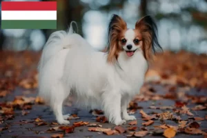 Lees meer over het artikel Continentale Dwergspaniël Fokker en Puppies in Hongarije