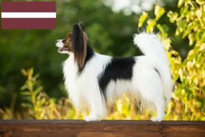 Lees meer over het artikel Continentale Dwergspaniël Fokker en Puppies in Letland