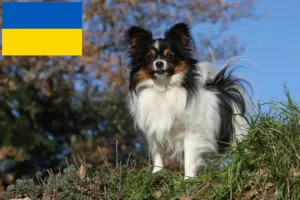 Lees meer over het artikel Continentale Dwergspaniël Fokker en Puppies in Oekraïne