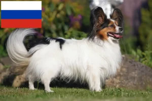 Lees meer over het artikel Continentale Dwergspaniël Fokker en Puppies in Rusland