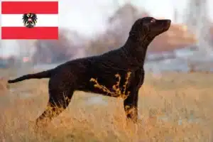 Lees meer over het artikel Curly Coated Retriever fokkers en pups in Oostenrijk