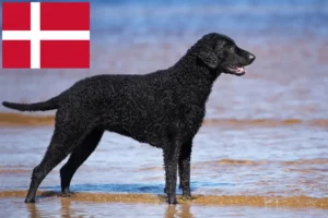 Lees meer over het artikel Curly Coated Retriever fokkers en pups in Denemarken