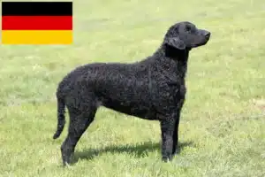 Lees meer over het artikel Curly Coated Retriever fokkers en puppies in Duitsland