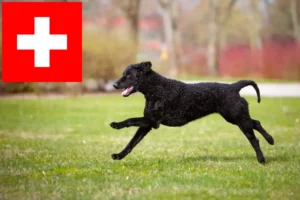 Lees meer over het artikel Curly Coated Retriever fokkers en pups in Zwitserland
