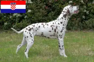 Lees meer over het artikel Dalmatiër fokkers en puppy’s in Kroatië
