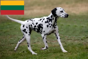 Lees meer over het artikel Dalmatiër fokkers en puppy’s in Litouwen