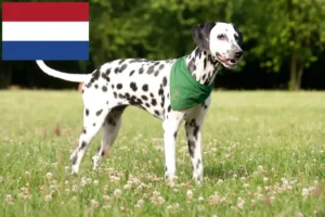 Lees meer over het artikel Dalmatiër fokkers en puppy’s in Nederland