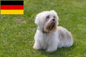 Lees meer over het artikel Dandie Dinmont Terrier fokkers en puppies in Duitsland