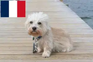 Lees meer over het artikel Dandie Dinmont Terrier fokkers en pups in Frankrijk