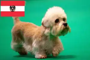 Lees meer over het artikel Dandie Dinmont Terrier fokkers en pups in Oostenrijk