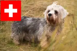 Lees meer over het artikel Dandie Dinmont Terrier fokkers en pups in Zwitserland