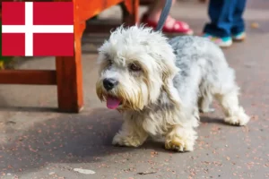 Lees meer over het artikel Dandie Dinmont Terrier fokkers en pups in Denemarken