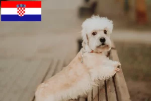 Lees meer over het artikel Dandie Dinmont Terrier fokkers en pups in Kroatië