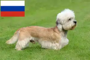 Lees meer over het artikel Dandie Dinmont Terrier fokkers en puppies in Rusland