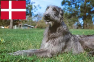 Lees meer over het artikel Deerhound fokkers en pups in Denemarken