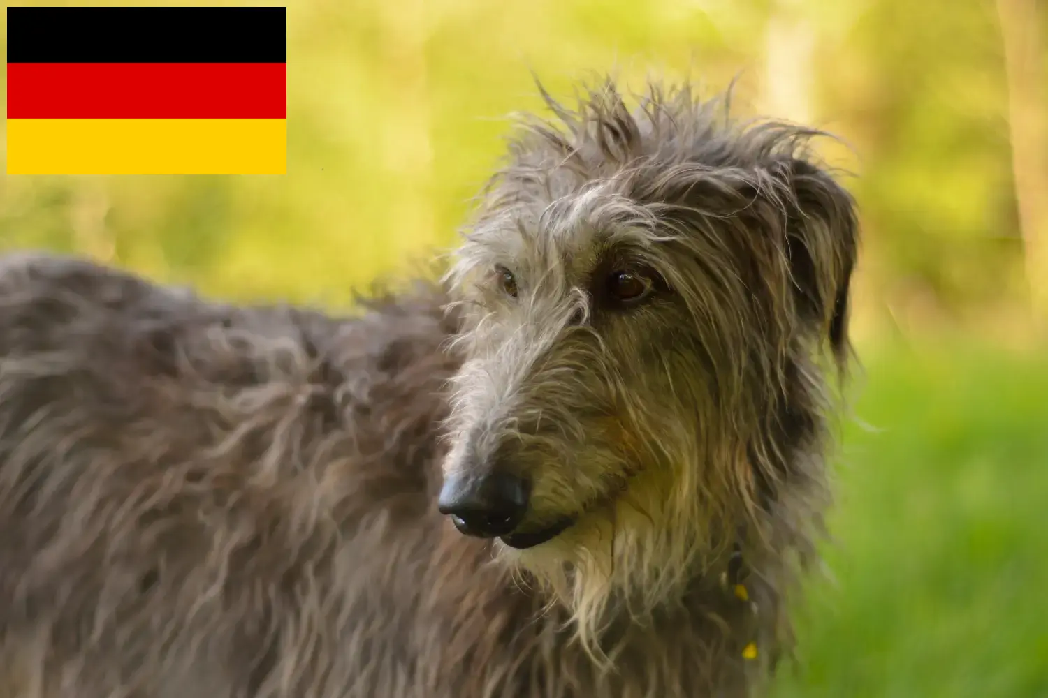 Lees meer over het artikel Deerhound fokkers en puppies in Duitsland