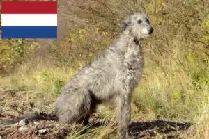 Lees meer over het artikel Deerhound fokkers en puppies in Nederland