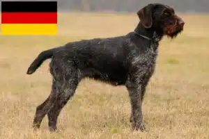 Lees meer over het artikel Duitse Drahthaar fokkers en pups in Duitsland