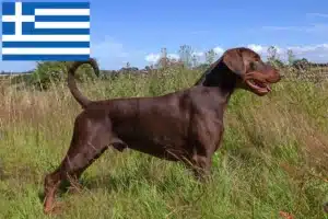 Lees meer over het artikel Dobermann fokkers en puppies in Griekenland