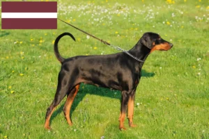 Lees meer over het artikel Dobermann fokkers en pups in Letland