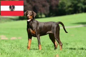 Lees meer over het artikel Dobermann fokkers en pups in Oostenrijk