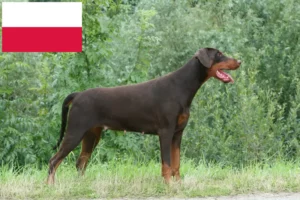 Lees meer over het artikel Dobermann fokkers en puppies in Polen