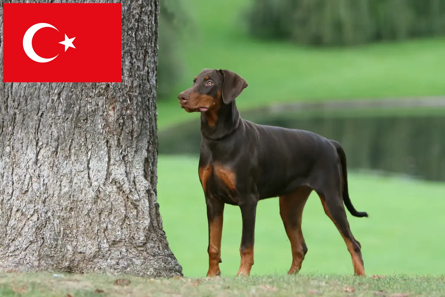 Doberman puppy's en fokkers Turkije Hier vind je Dobermann fokkers in Turkije.