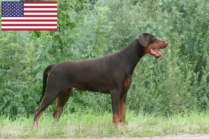 Lees meer over het artikel Dobermann fokkers en puppy’s in de VS