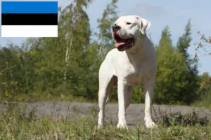 Lees meer over het artikel Dogo Argentino fokkers en pups in Estland