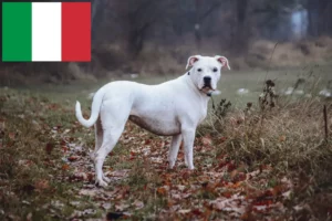 Lees meer over het artikel Dogo Argentino fokkers en pups in Italië
