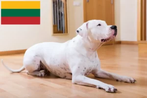 Lees meer over het artikel Dogo Argentino fokkers en pups in Litouwen
