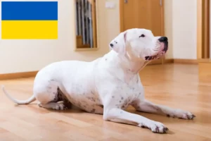 Lees meer over het artikel Dogo Argentino fokkers en puppy’s in Oekraïne