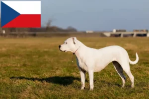 Lees meer over het artikel Dogo Argentino fokkers en puppy’s in Tsjechië