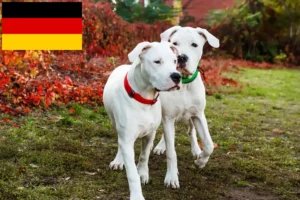 Lees meer over het artikel Dogo Argentino fokkers en puppy’s in Duitsland
