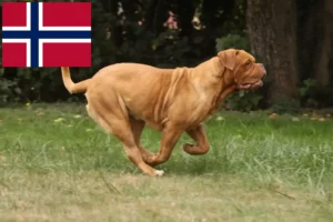 Lees meer over het artikel Dogue de Bordeaux fokkers en pups in Noorwegen