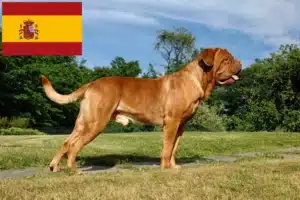 Lees meer over het artikel Dogue de Bordeaux fokkers en pups in Spanje